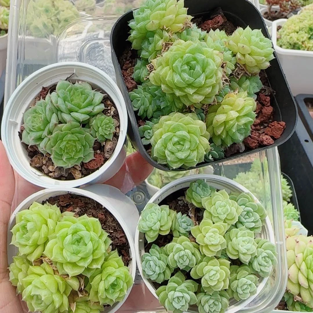 小***主花语逸镜0730-99一盒