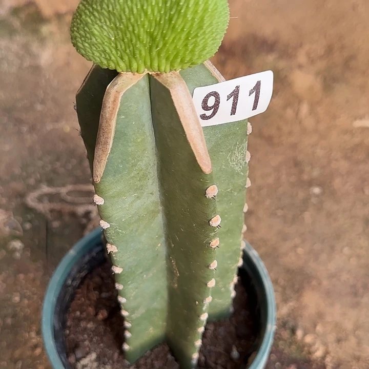 ℳ***洋无花朵嫁接青蛇缀911