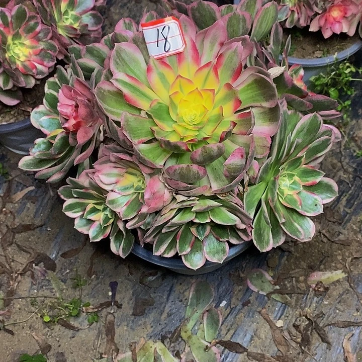 玉芙蓉老桩捧花18号