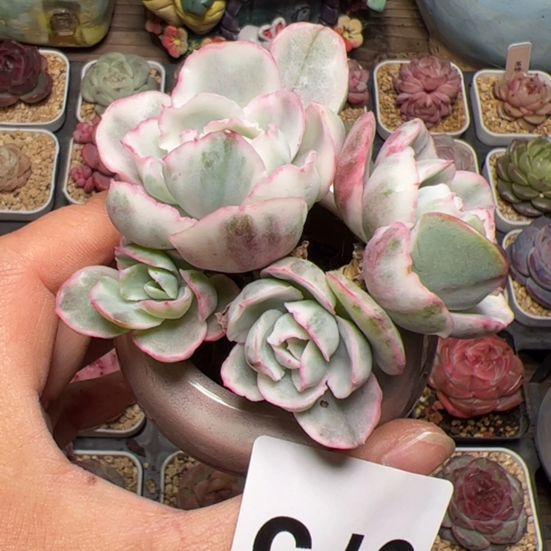 唯***?575 多肉植物组合盆栽
