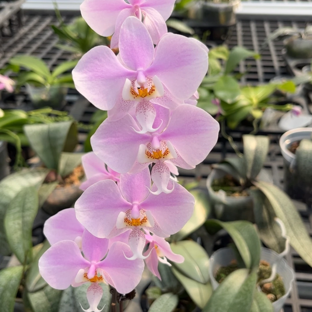 完全开放2.5寸23fv开花株