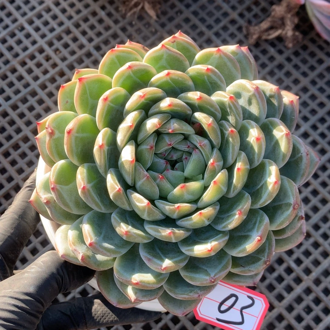 03号新疆西藏内蒙古不包邮