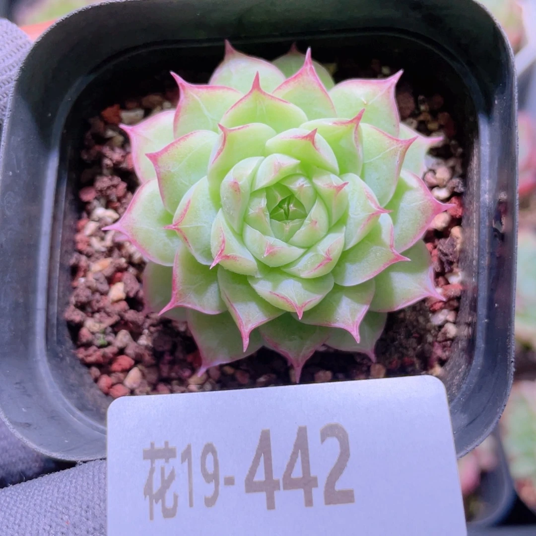 花利美19-442女王