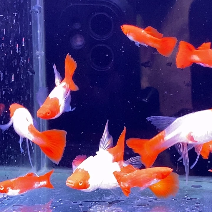 孔雀鱼红头飘带10条包邮