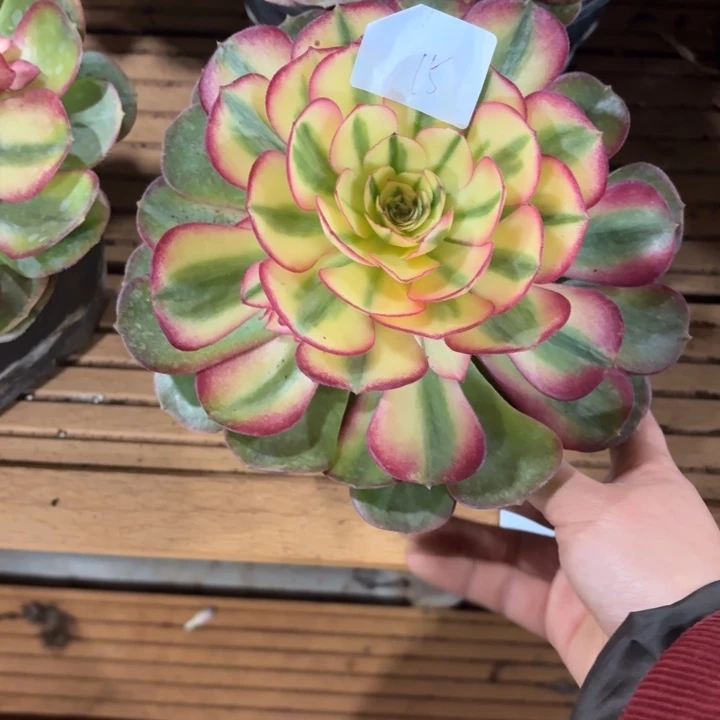 云南荔枝好看15号