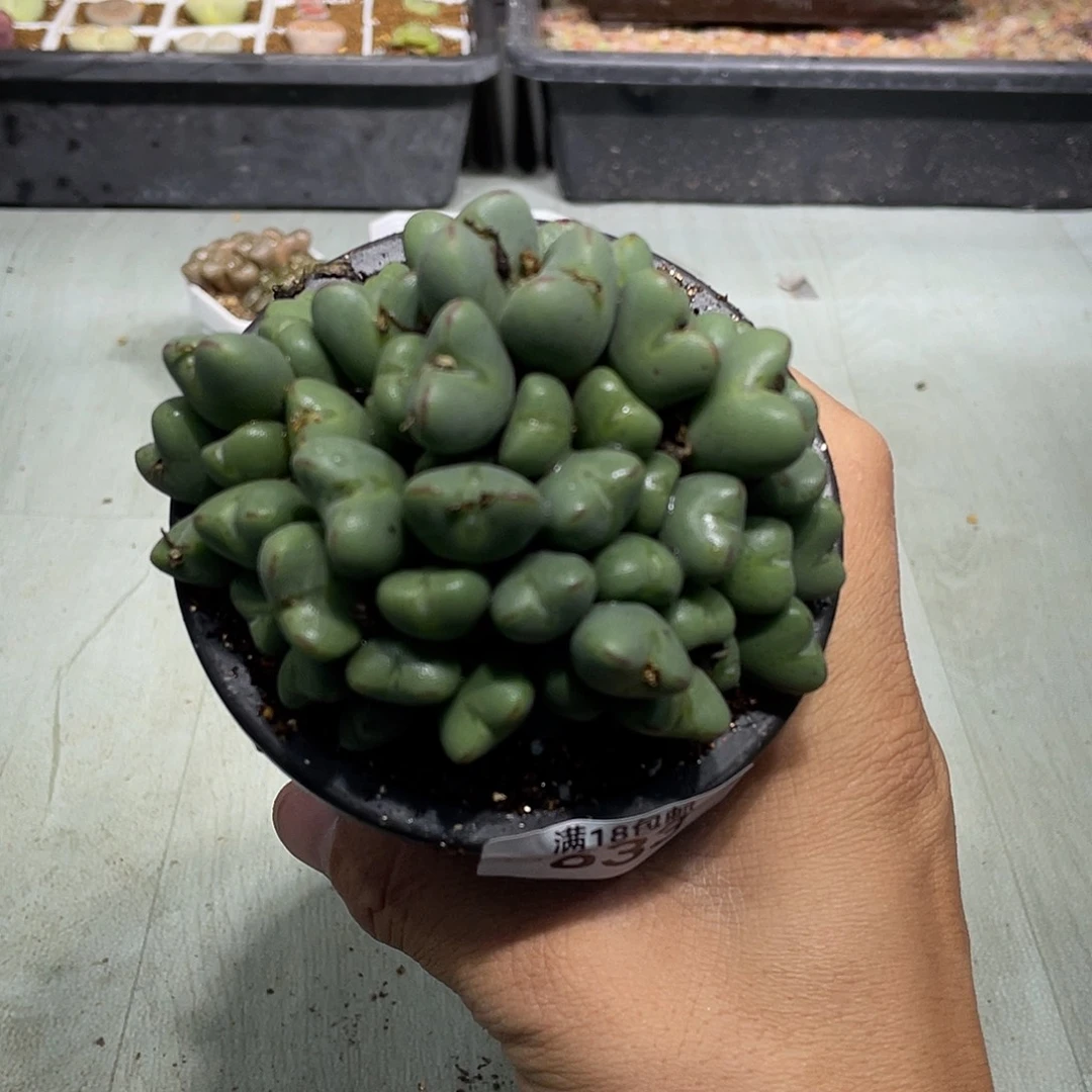 633当天凑满十八元包邮生石花