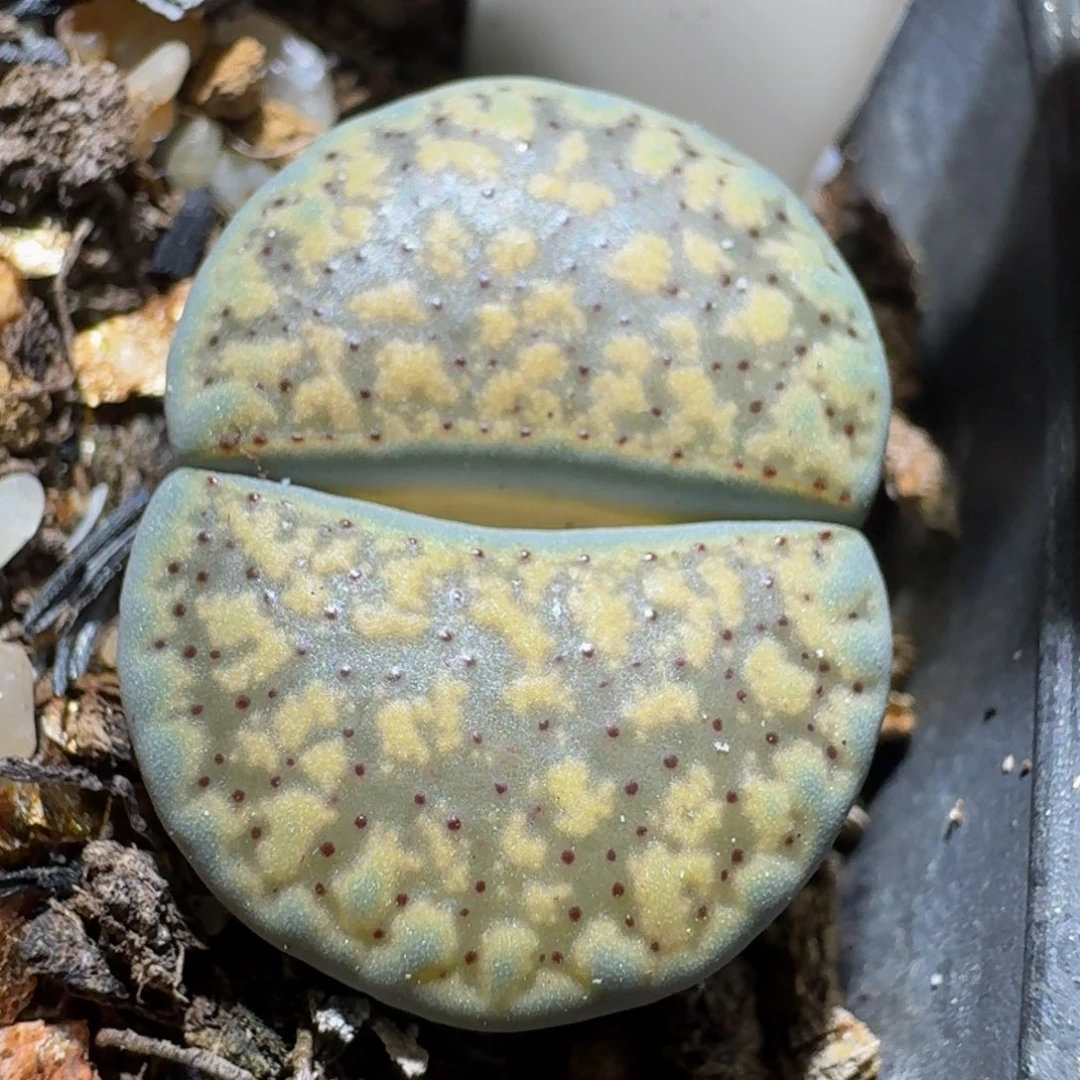 Ssss精品生石花528