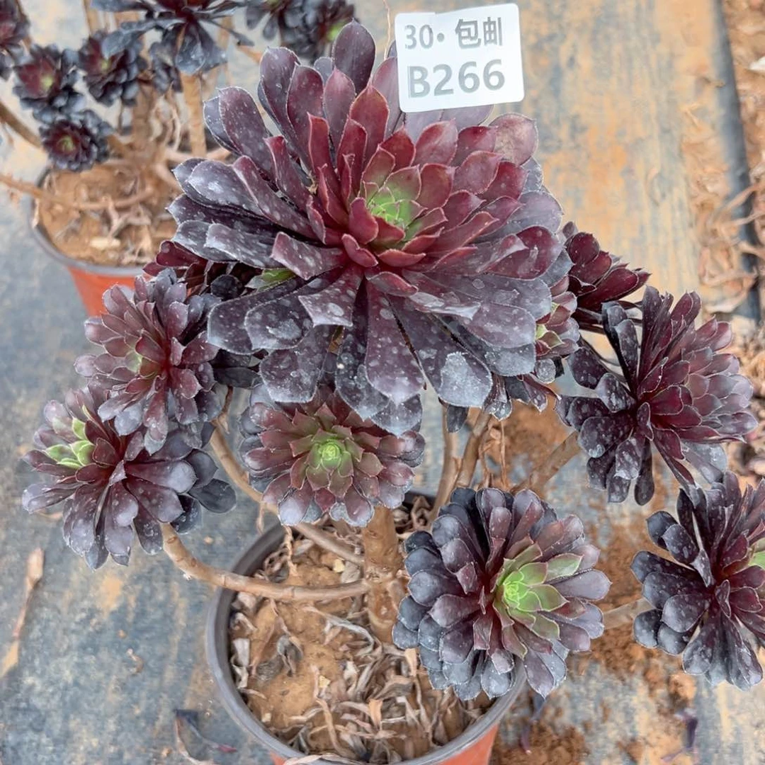 266 多肉法师断枝不包