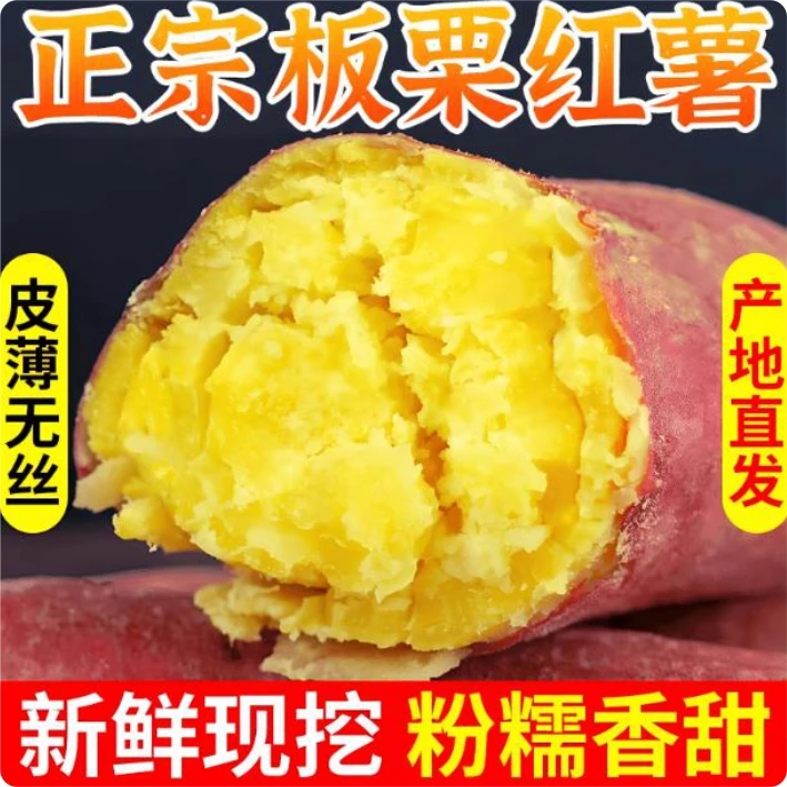 陕西正宗沙地板栗红薯地瓜粉糯香甜新鲜现挖产地直发