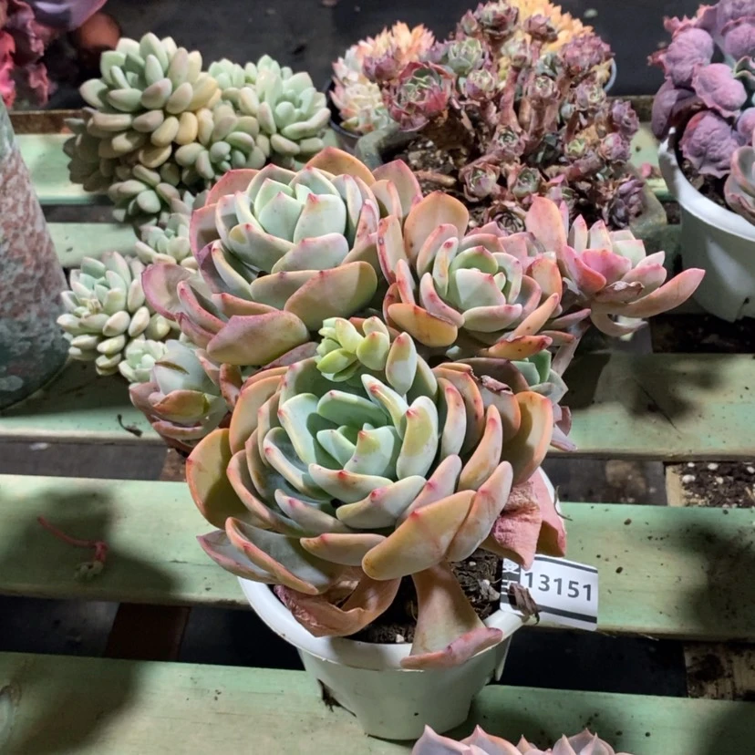 【闪购商品】要****?白月光13151