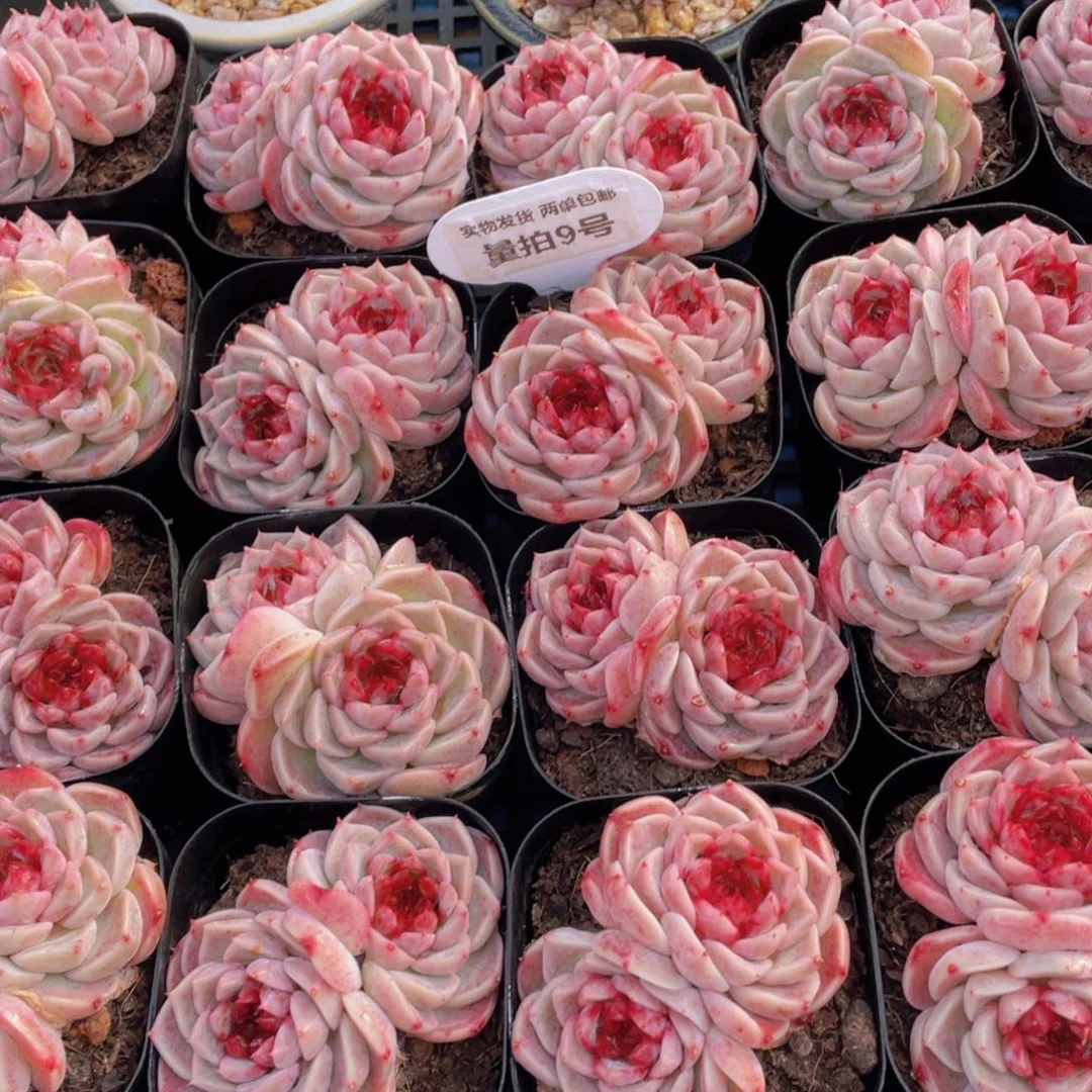 量拍9号奶油精品天鹅绒双头一个