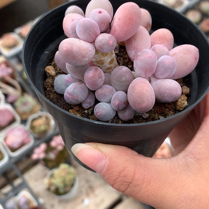 精控汤圆一物一拍