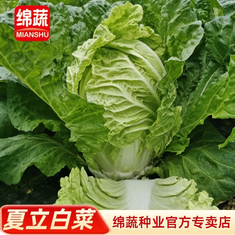 绵蔬【夏立白菜】白菜种子农家小院阳台花盆都可以种植简单甜脆