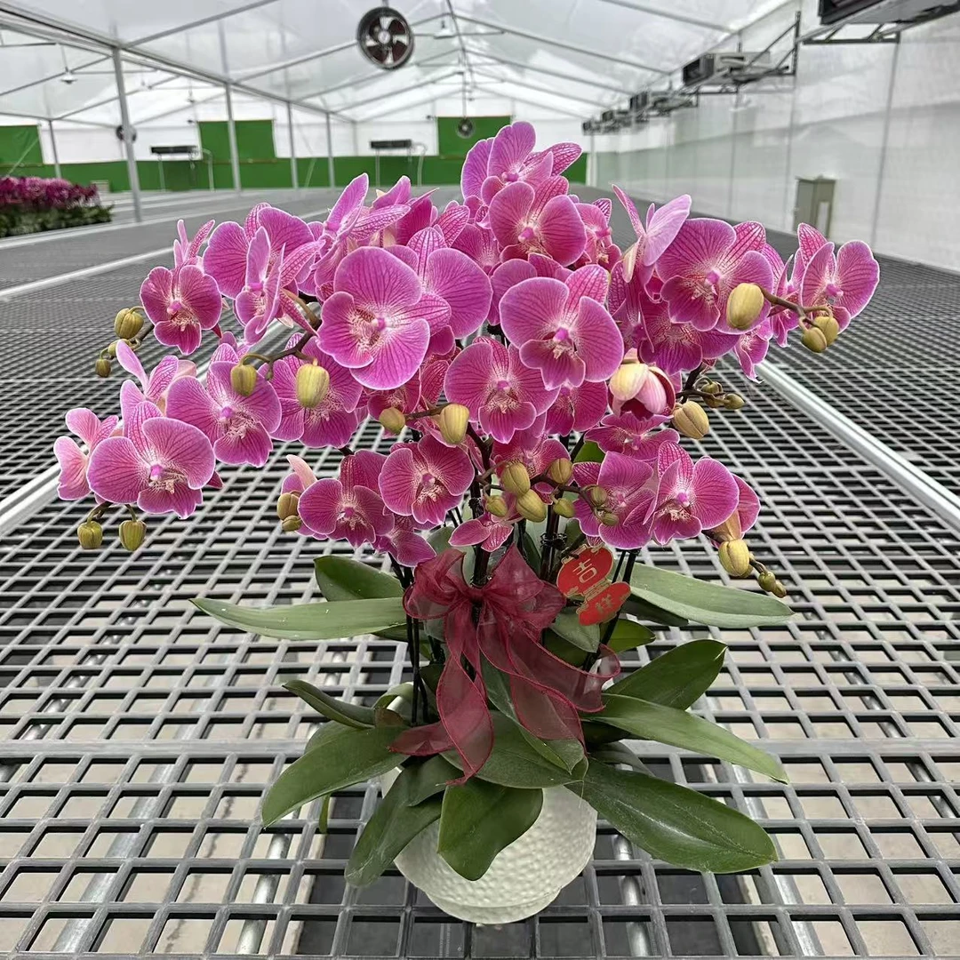 【聚宝橘子】精品蝴蝶兰 黄色花型 室内精品观赏 真花