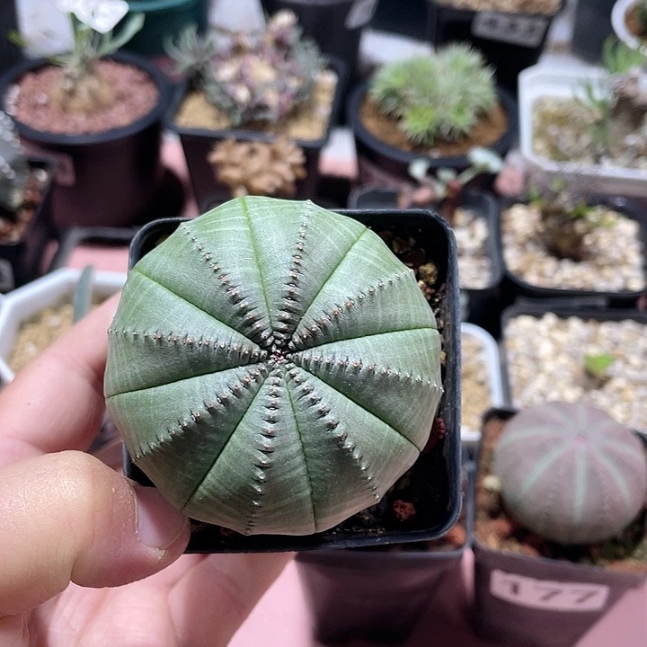 『****580实生大单头欧布