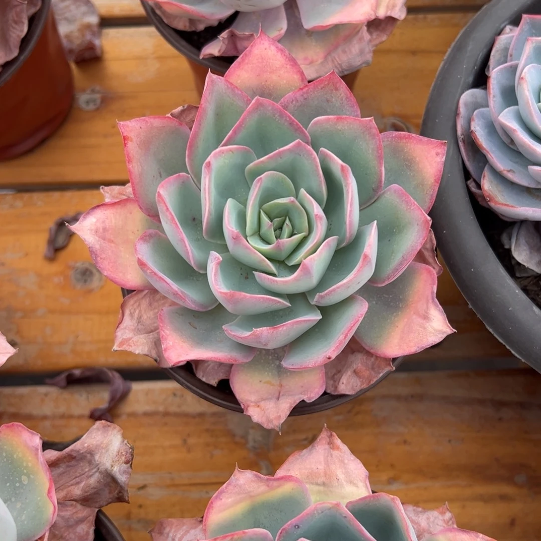 多肉单头蓝光【非偏远地区满18包邮】