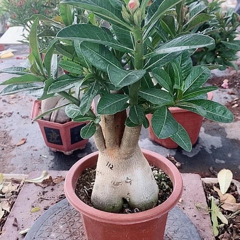 【闪购商品】无花朵卡**旋