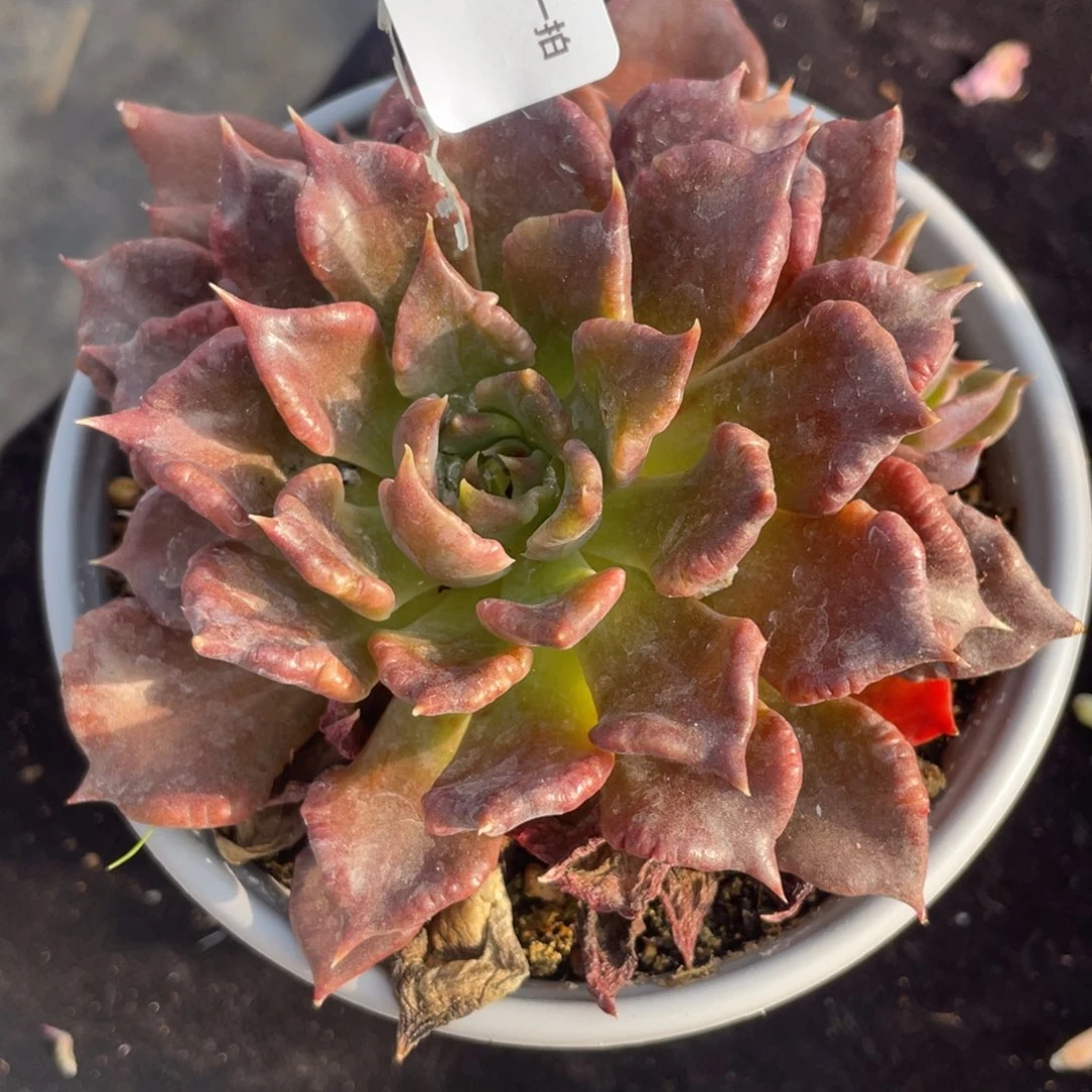 59单头黑饺子皮单头多肉