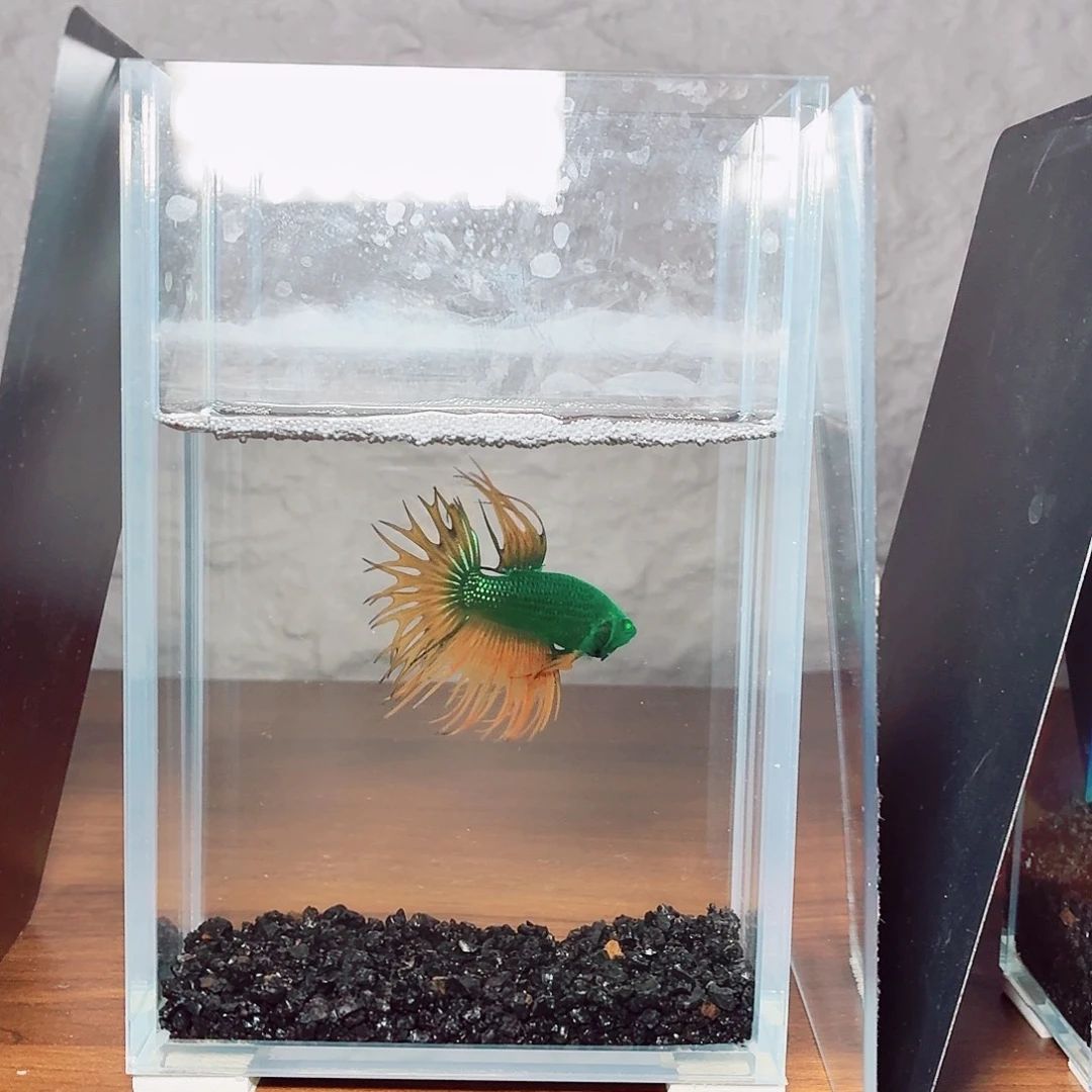 斗鱼绿魔狮王公鱼