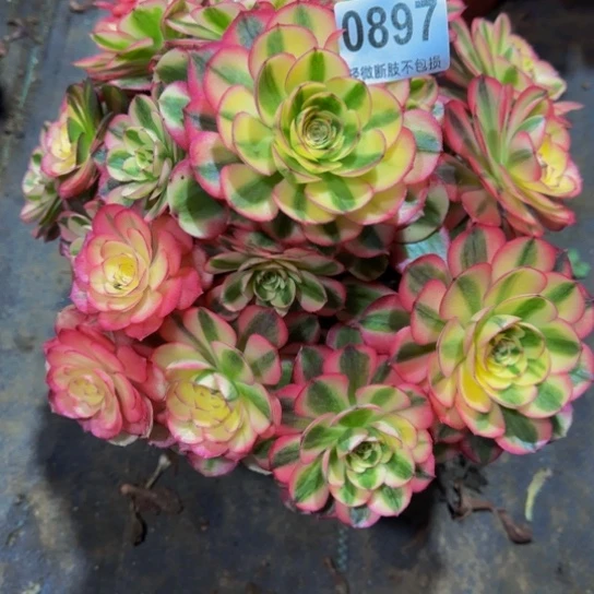 佛***系倾城08977777777777