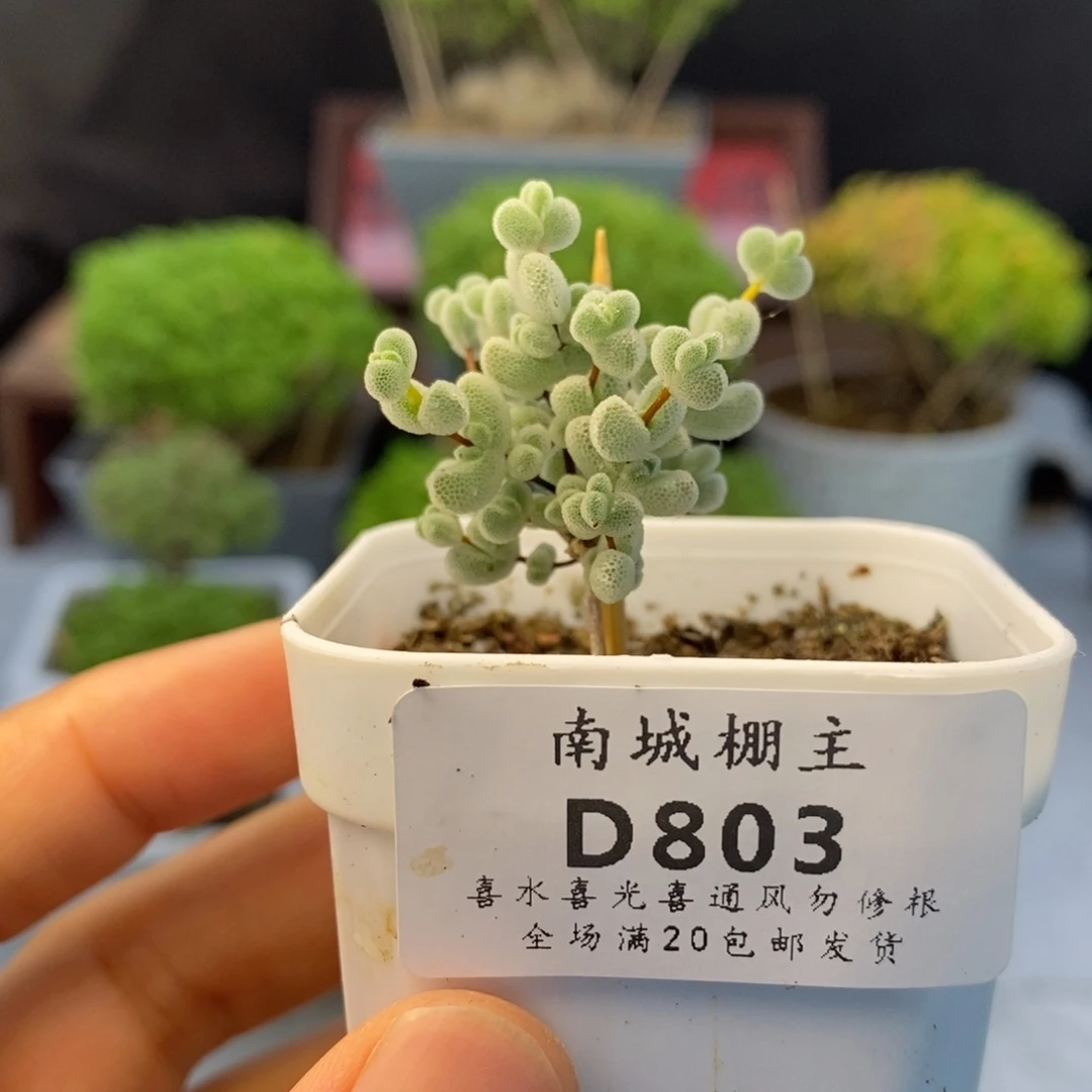 803实生精控优选莱斯