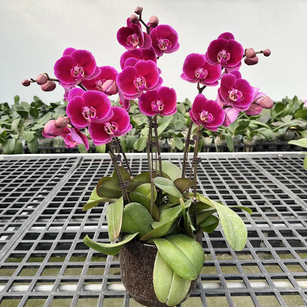 【黑玫瑰A8】黑花蝴蝶兰.2.8寸杯基地直发.中大花型.精品送礼蝴蝶兰
