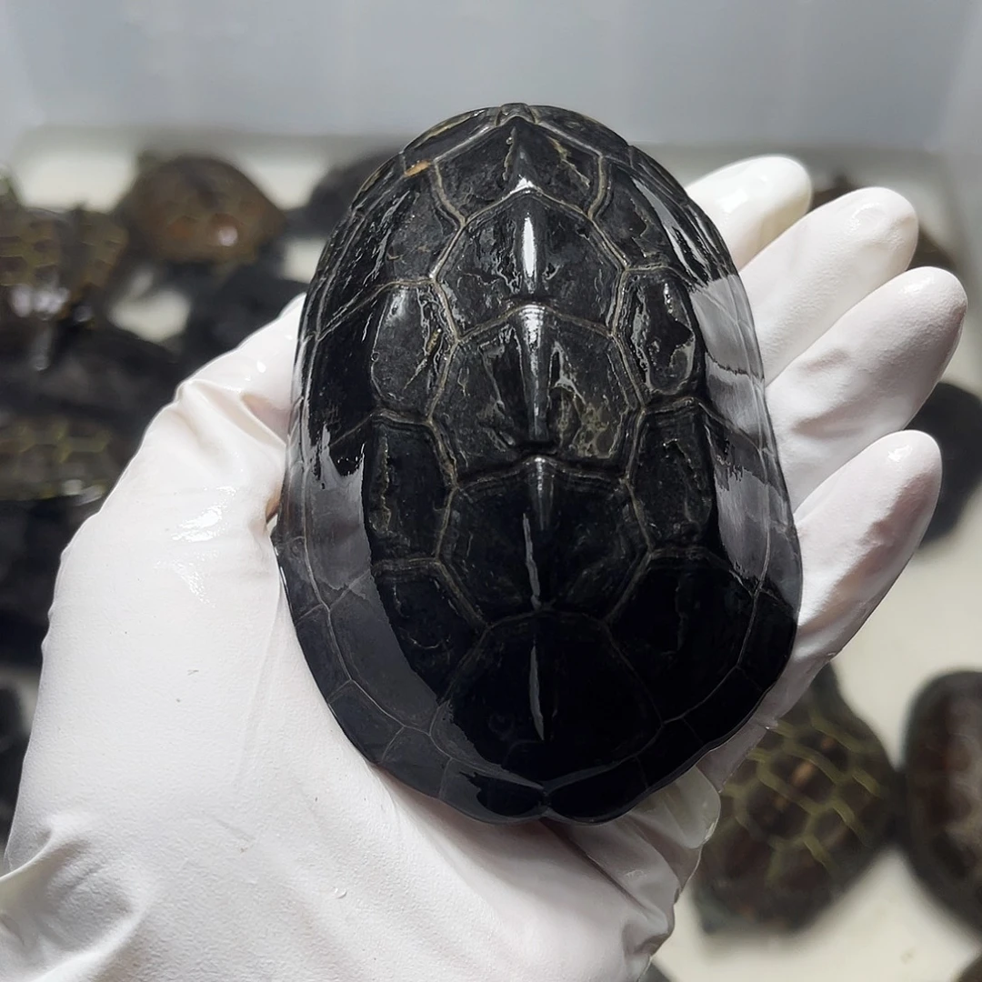 中华草龟母1237899