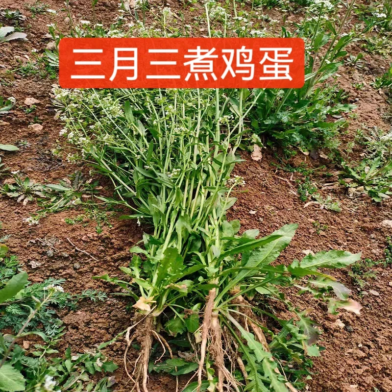 新鲜开花老荠菜250g+草鸡蛋10枚 红枣6颗 生姜1块  （三月煮鸡蛋）