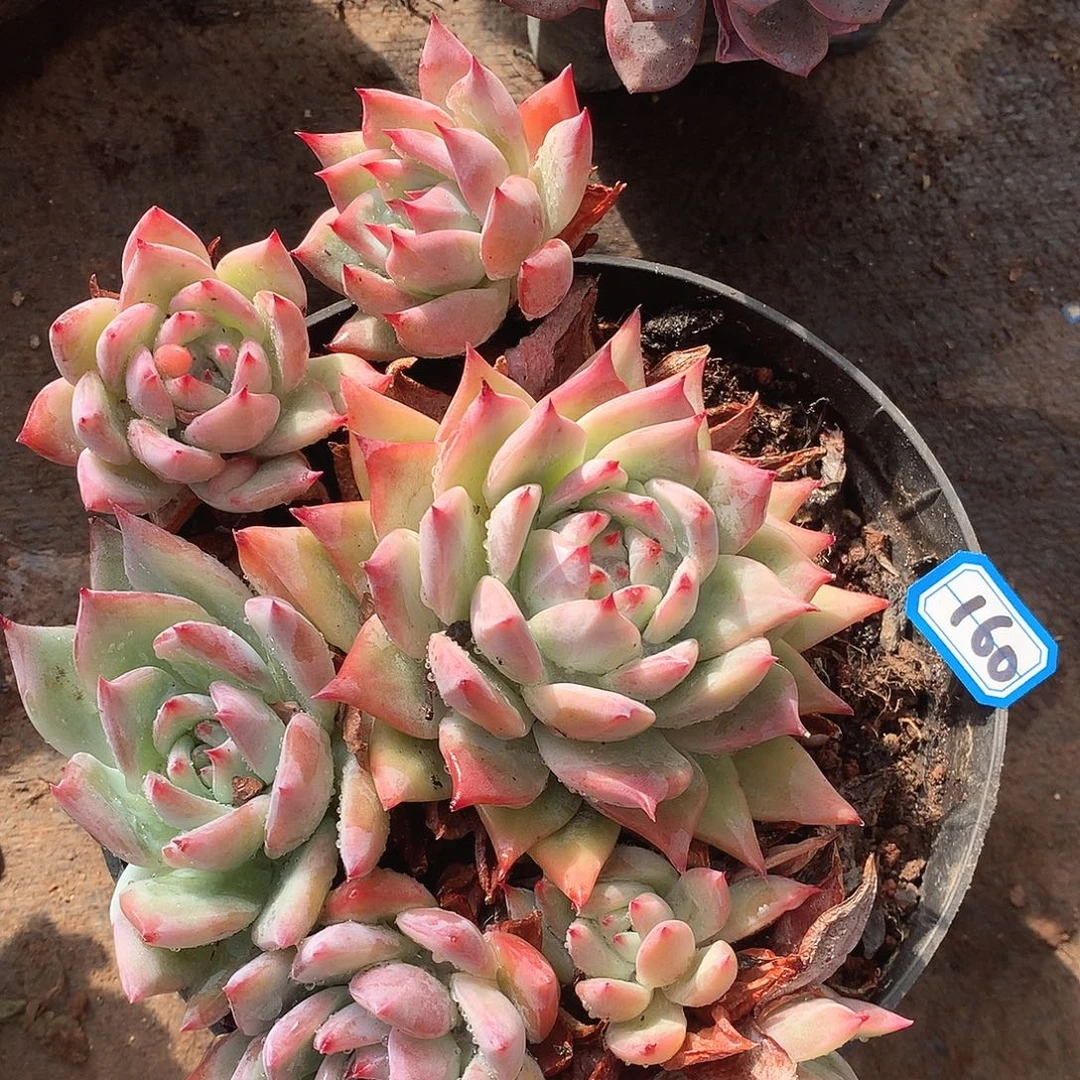 160杂一物一拍多肉