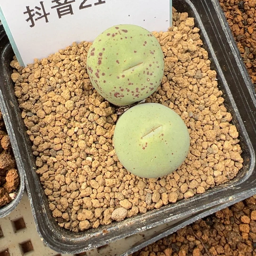 旁**多21-20红嘴多肉植物