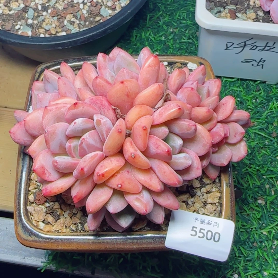 爱丽儿，5500多肉植物
