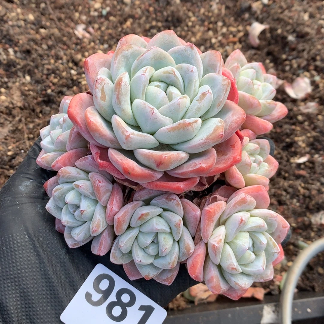 ****美981号新疆西藏内蒙古不包邮