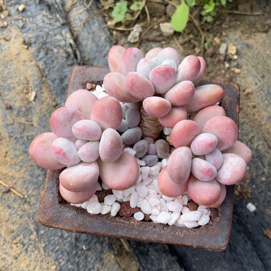 多肉植物盆栽多肉