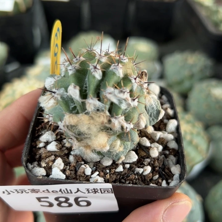 586带盆带土发货