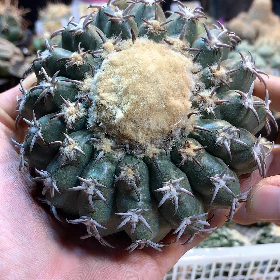 白刺圆盘玉