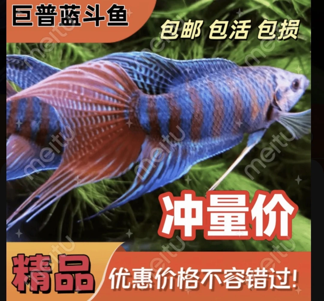巨普中国斗鱼普叉不用打氧观赏鱼好养活鱼冷水鱼仔金鱼便宜小鱼苗