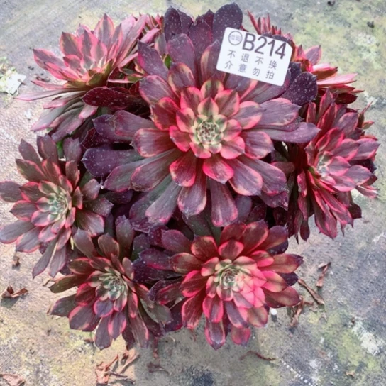 多肉植物烟花214
