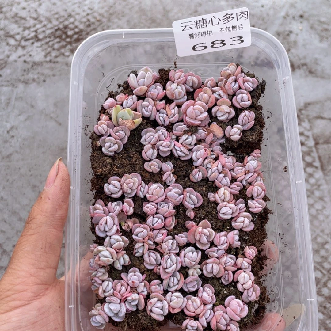 云糖心多肉植物683