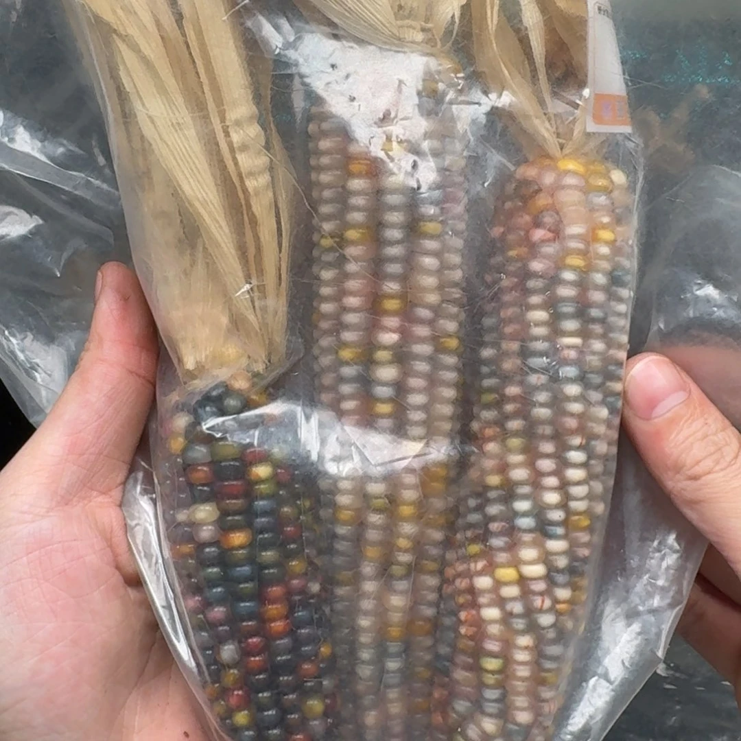 柏香籽/百香籽吊坠恶***子