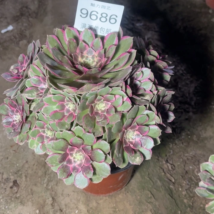 9686粉花妖的人多肉的