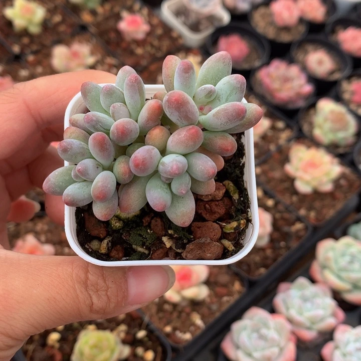 精控小苹果奶多肉