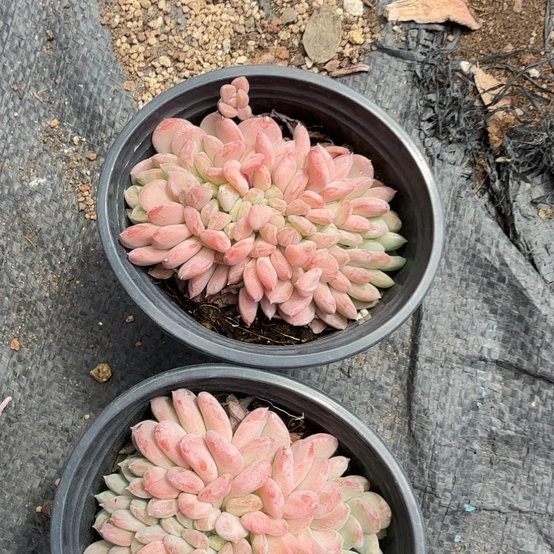 玛瑙缀化多肉植物