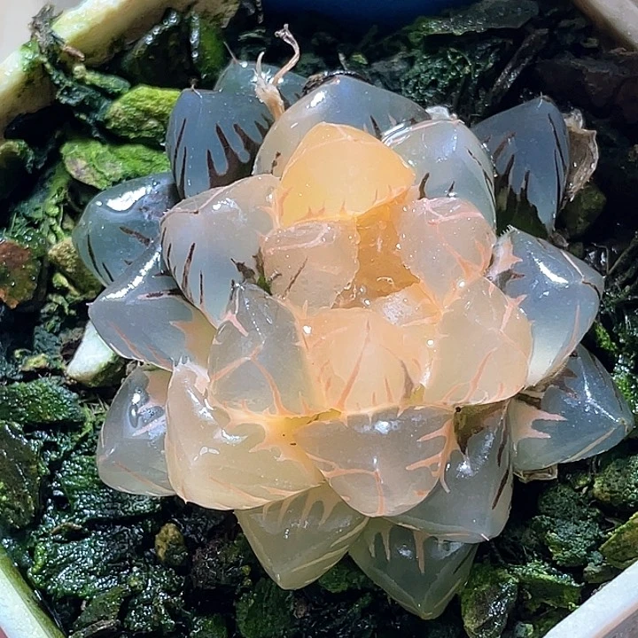 605水中月一物一拍