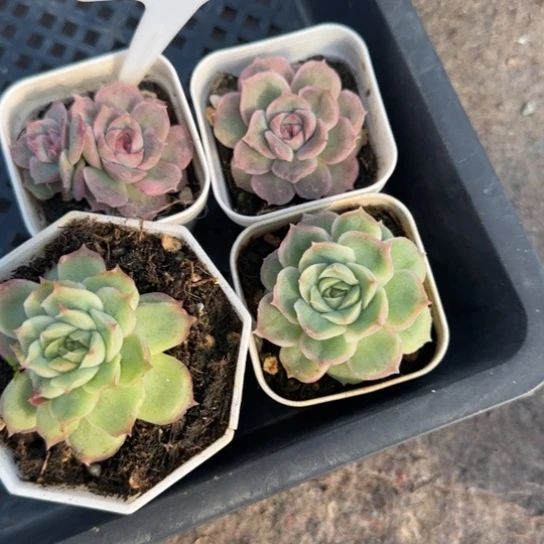 夏***果25号虾饺四颗多肉