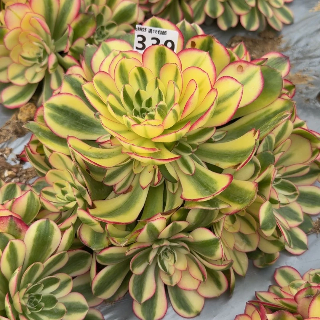 339荔枝。多肉植物