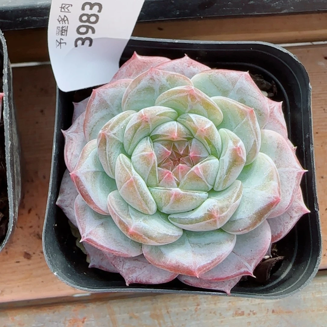 薰衣草，3983多肉植物