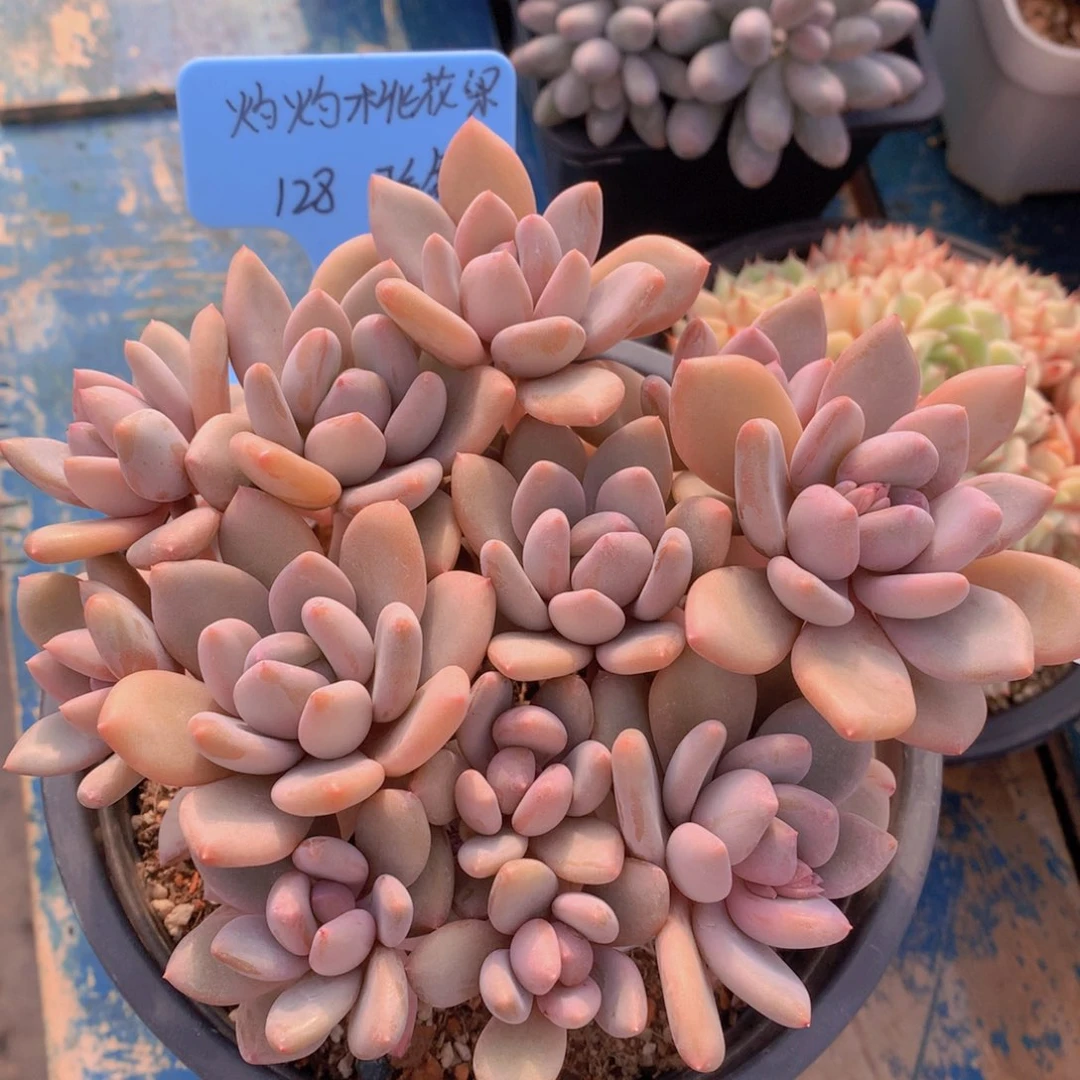 灼***梁我们家的小仙女们。