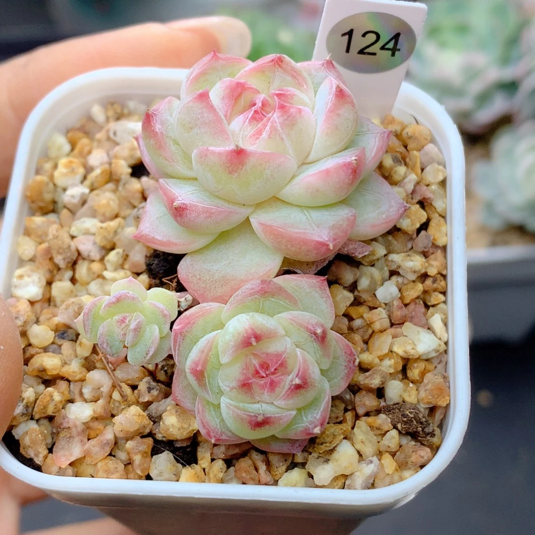 58包邮  群生不包整124