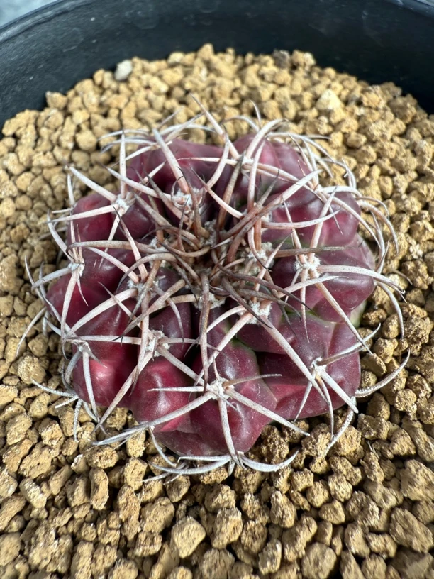 印加圆盘实生仙人球