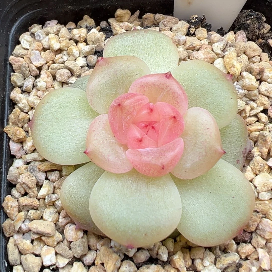 494号荔枝 晗雨多肉